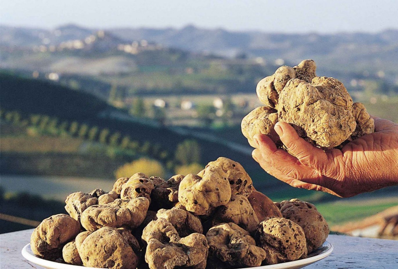 fe73e99bdbd0d1d11338a14d4e982227_tartufo_bianco_2