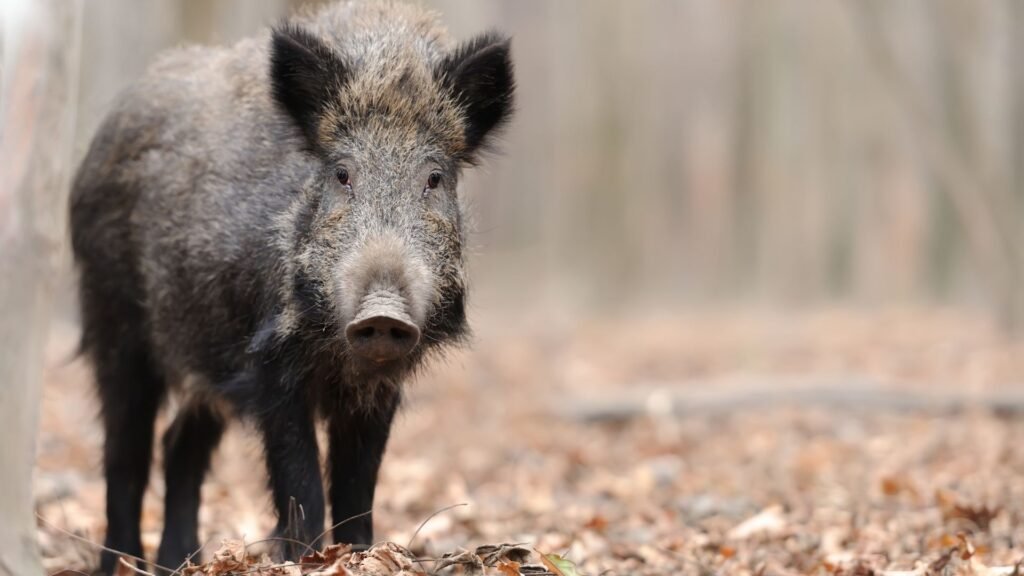 É Seguro Comer Carne de Porco na Espanha? 2 javali espana