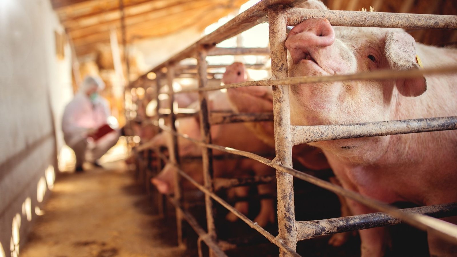 É Seguro Comer Carne de Porco na Espanha? 1 suina espanha